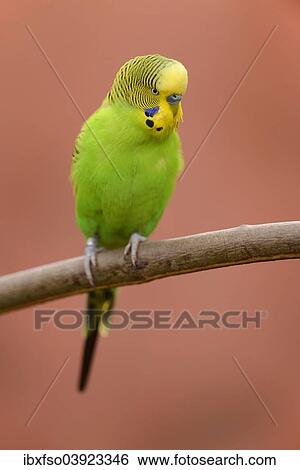 "Budgerigar (Melopsittacus undulatus), male, captive, Saxony-Anhalt, Germany, Europe" View Large Photo Image Stock Photograph - "Budgerigar (Melopsittacus undulatus), male, captive, Saxony-Anhalt, Germany, Europe". Fotosearch
