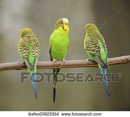 "Budgerigars (Melopsittacus undulatus), captive, Saxony-Anhalt, Germany, Europe" View Large Photo Image Picture - "Budgerigars (Melopsittacus undulatus), captive, Saxony-Anhalt, Germany, Europe". Fotosearch