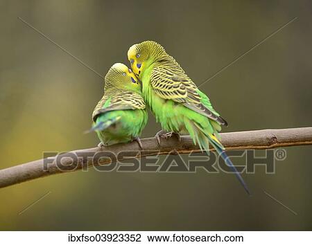 "Budgerigars (Melopsittacus undulatus), female, left and male, right, captive, Saxony-Anhalt, Germany, Europe" View Large Photo Image Stock Image - "Budgerigars (Melopsittacus undulatus), female, left and male, right, captive, Saxony-Anhalt, Germany, Europe". Fotosearch