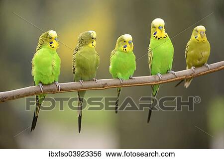 "Budgerigars (Melopsittacus undulatus), captive, Saxony-Anhalt, Germany, Europe" View Large Photo Image Stock Photograph - "Budgerigars (Melopsittacus undulatus), captive, Saxony-Anhalt, Germany, Europe". Fotosearch