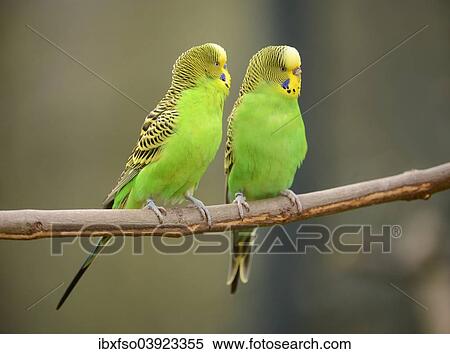 "Budgerigars (Melopsittacus undulatus), male, left and female, right, captive, Saxony-Anhalt, Germany, Europe" View Large Photo Image Stock Photography - "Budgerigars (Melopsittacus undulatus), male, left and female, right, captive, Saxony-Anhalt, Germany, Europe". Fotosearch