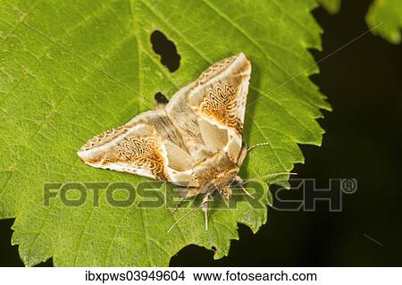 Picture - "Buff Arches moth (Habrosyne pyritoides), on a leaf, South Wales, United Kingdom, Europe". Fotosearch