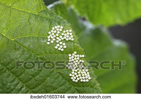"Buff-tip Moth (Phalera bucephala) eggs on the leaf of a Common Hazel (Corylus avellana), Allgaeu, Bavaria, Germany, Europe" View Large Photo Image Picture - "Buff-tip Moth (Phalera bucephala) eggs on the leaf of a Common Hazel (Corylus avellana), Allgaeu, Bavaria, Germany, Europe". Fotosearch