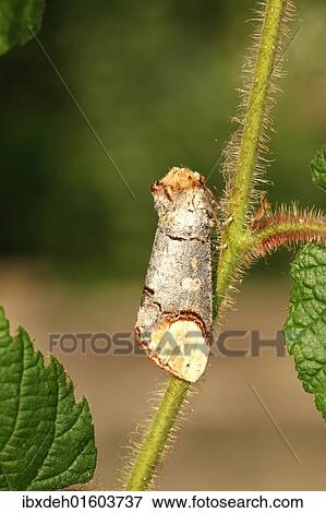 "Buff-tip Moths (Phalera bucephala), Allgaeu, Bavaria, Germany, Europe" View Large Photo Image Stock Photo - "Buff-tip Moths (Phalera bucephala), Allgaeu, Bavaria, Germany, Europe". Fotosearch