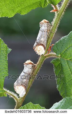 "Buff-tip Moths (Phalera bucephala), Allgaeu, Bavaria, Germany, Europe" View Large Photo Image Stock Photograph - "Buff-tip Moths (Phalera bucephala), Allgaeu, Bavaria, Germany, Europe". Fotosearch
