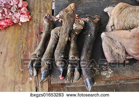 "Buffalo hooves, delicacy, market, Vietnam, Asia" View Large Photo Image Stock Image - "Buffalo hooves, delicacy, market, Vietnam, Asia". Fotosearch