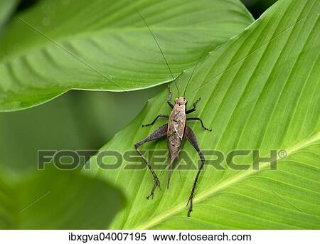 "Bug species (Coreidae sp. ), Tambopata Nature Reserve, Madre de Dios Region, Peru, South America" View Large Photo Image Stock Photography - "Bug species (Coreidae sp. ), Tambopata Nature Reserve, Madre de Dios Region, Peru, South America". Fotosearch