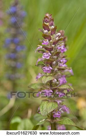 "Bugleherb or Bugleweed (Ajuga reptans), pink flowering" View Large Photo Image Stock Image - "Bugleherb or Bugleweed (Ajuga reptans), pink flowering". Fotosearch