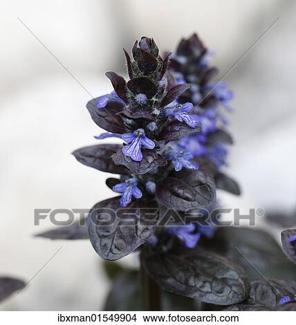 Bugleweed (Ajuga reptans Atropurpurea) View Large Photo Image Picture - Bugleweed (Ajuga reptans Atropurpurea). Fotosearch