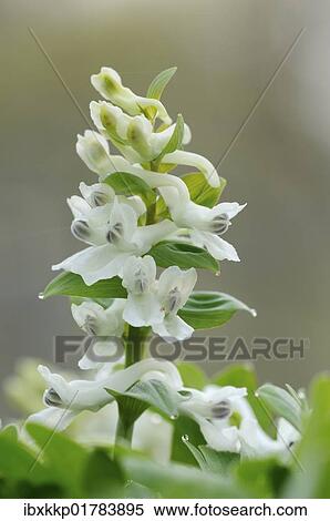 "Bulbous Corydalis (Corydalis cava) in Auwald forest near Leipzig, Saxony, Germany, Europe" View Large Photo Image Stock Photography - "Bulbous Corydalis (Corydalis cava) in Auwald forest near Leipzig, Saxony, Germany, Europe". Fotosearch