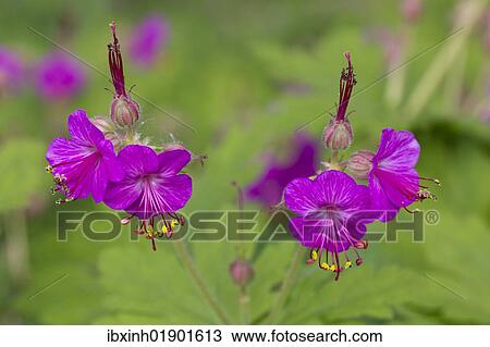 Bulgarian geranium (Geranium macrorrhizum) View Large Photo Image Stock Image - Bulgarian geranium (Geranium macrorrhizum). Fotosearch