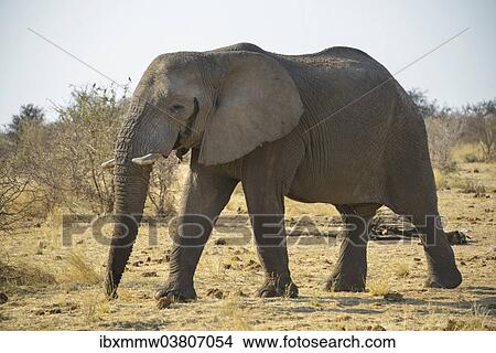"Bull, African Elephant (Loxodonta africana), Etosha National Park, Namibia, Africa" View Large Photo Image Picture - "Bull, African Elephant (Loxodonta africana), Etosha National Park, Namibia, Africa". Fotosearch