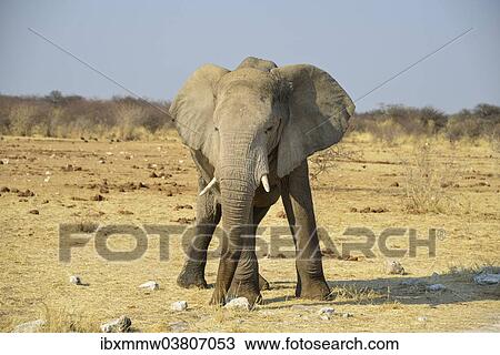 "Bull, African Elephant (Loxodonta africana), Etosha National Park, Namibia, Africa" View Large Photo Image Stock Image - "Bull, African Elephant (Loxodonta africana), Etosha National Park, Namibia, Africa". Fotosearch