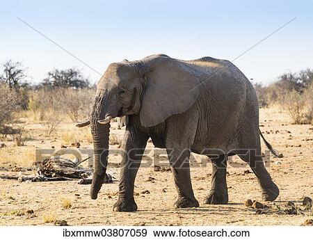 "Bull, African Elephant (Loxodonta africana), Etosha National Park, Namibia, Africa" View Large Photo Image Stock Photo - "Bull, African Elephant (Loxodonta africana), Etosha National Park, Namibia, Africa". Fotosearch