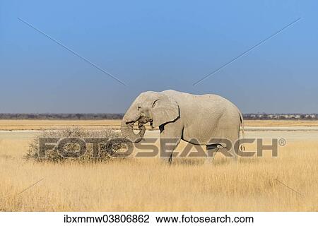 "Bull elephant feeding at the edge of the Etosha Pan, African Elephant (Loxodonta africana), Etosha National Park, Namibia, Africa" View Large Photo Image Stock Image - "Bull elephant feeding at the edge of the Etosha Pan, African Elephant (Loxodonta africana), Etosha National Park, Namibia, Africa". Fotosearch