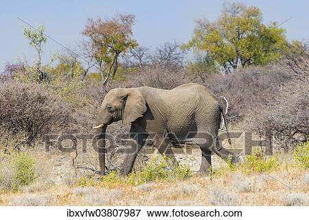 "Bull wanders through the bush, African Elephant (Loxodonta africana), Etosha National Park, Namibia, Africa" View Large Photo Image Stock Photo - "Bull wanders through the bush, African Elephant (Loxodonta africana), Etosha National Park, Namibia, Africa". Fotosearch