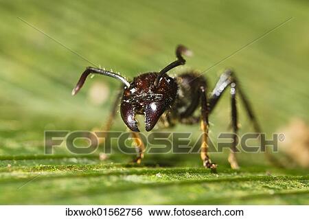 "Bullet Ant (Paraponera clavata) in lowland rainforest, Braulio Carrillo National Park, Costa Rica, Central America, North America" View Large Photo Image Stock Photograph - "Bullet Ant (Paraponera clavata) in lowland rainforest, Braulio Carrillo National Park, Costa Rica, Central America, North America". Fotosearch
