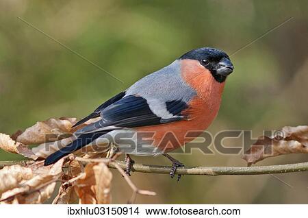 "Bullfinch or Eurasian Bullfinch (Pyrrhula pyrrhula), male, Untergroningen, Abtsgmuend, Baden-Wurttemberg, Germany, Europe" View Large Photo Image Picture - "Bullfinch or Eurasian Bullfinch (Pyrrhula pyrrhula), male, Untergroningen, Abtsgmuend, Baden-Wurttemberg, Germany, Europe". Fotosearch