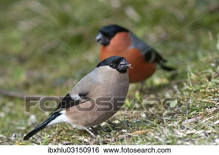 "Bullfinch or Eurasian Bullfinch (Pyrrhula pyrrhula), female and male gathering fallen sunflower seeds at a feeding station, Untergroningen, Abtsgmuend, Baden-Wurttemberg, Germany, Europe" View Large Photo Image Stock Photograph - "Bullfinch or Eurasian Bullfinch (Pyrrhula pyrrhula), female and male gathering fallen sunflower seeds at a feeding station, Untergroningen, Abtsgmuend, Baden-Wurttemberg, Germany, Europe". Fotosearch