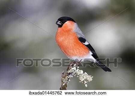 "Bullfinch (Pyrrhula), male sitting on a lichen-covered branch" View Large Photo Image Stock Image - "Bullfinch (Pyrrhula), male sitting on a lichen-covered branch". Fotosearch