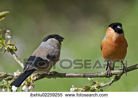 "Bullfinch (Pyrrhula pyrrhula), couple in the branches of a cherry tree, Untergroeningen, Baden-Wuerttemberg, Germany, Europe" View Large Photo Image Stock Photography - "Bullfinch (Pyrrhula pyrrhula), couple in the branches of a cherry tree, Untergroeningen, Baden-Wuerttemberg, Germany, Europe". Fotosearch
