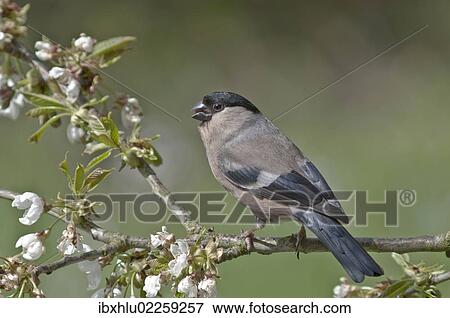 "Bullfinch (Pyrrhula pyrrhula), female on a blossoming cherry tree, Untergroeningen, Baden-Wuerttemberg, Germany, Europe" View Large Photo Image Stock Photo - "Bullfinch (Pyrrhula pyrrhula), female on a blossoming cherry tree, Untergroeningen, Baden-Wuerttemberg, Germany, Europe". Fotosearch