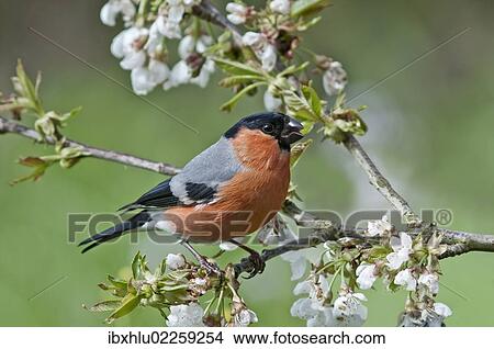 "Bullfinch (Pyrrhula pyrrhula), male on a blossoming cherry tree, Untergroeningen, Baden-Wuerttemberg, Germany, Europe" View Large Photo Image Picture - "Bullfinch (Pyrrhula pyrrhula), male on a blossoming cherry tree, Untergroeningen, Baden-Wuerttemberg, Germany, Europe". Fotosearch
