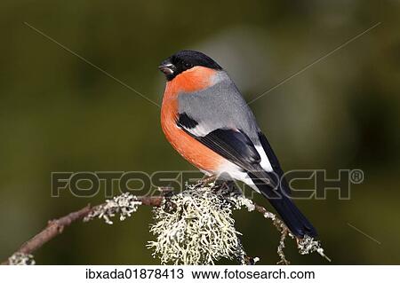 "Bullfinch (Pyrrhula pyrrhula), male sitting on a lichen-covered branch" View Large Photo Image Stock Image - "Bullfinch (Pyrrhula pyrrhula), male sitting on a lichen-covered branch". Fotosearch