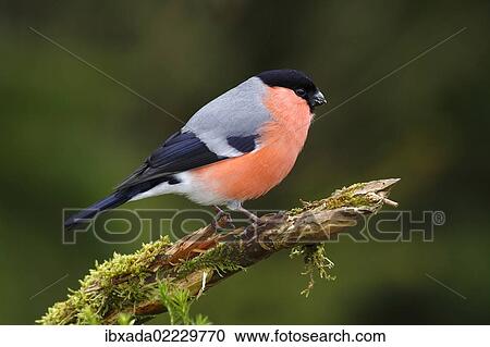 "Bullfinch (Pyrrhula pyrrhula), male perchd on a branch, Germany, Europe" View Large Photo Image Stock Image - "Bullfinch (Pyrrhula pyrrhula), male perchd on a branch, Germany, Europe". Fotosearch