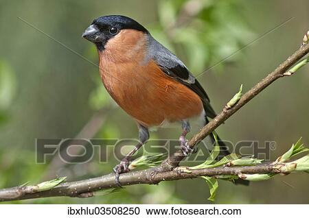 "Bullfinch (Pyrrhula pyrrhula), male perched on branch, Untergroningen, Abtsgmuend, Baden-Wurttemberg, Germany, Europe" View Large Photo Image Stock Image - "Bullfinch (Pyrrhula pyrrhula), male perched on branch, Untergroningen, Abtsgmuend, Baden-Wurttemberg, Germany, Europe". Fotosearch