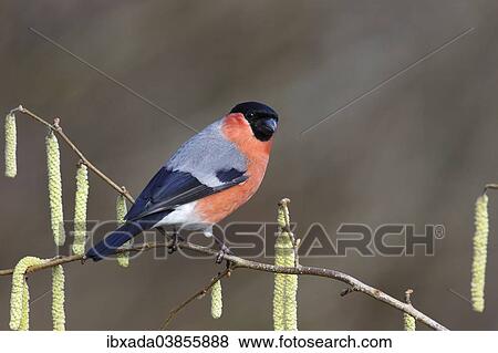 "Bullfinch (Pyrrhula pyrrhula), male perched on a flowering Hazel branch (Corylus avellana), North Rhine-Westphalia, Germany, Europe" View Large Photo Image Stock Photo - "Bullfinch (Pyrrhula pyrrhula), male perched on a flowering Hazel branch (Corylus avellana), North Rhine-Westphalia, Germany, Europe". Fotosearch