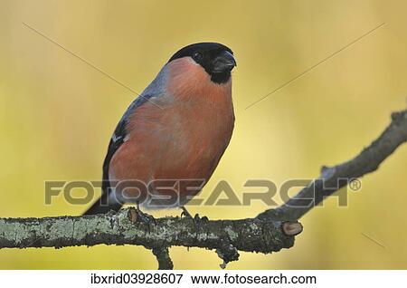 "Bullfinch (Pyrrhula pyrrhula), male, perched on a branch, Sauerland, North Rhine-Westphalia, Germany, Europe" View Large Photo Image Stock Photo - "Bullfinch (Pyrrhula pyrrhula), male, perched on a branch, Sauerland, North Rhine-Westphalia, Germany, Europe". Fotosearch