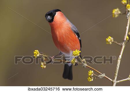 "Bullfinch (Pyrrhula pyrrhula) male, perched on a twig, Neunkirchen, Siegerland, North Rhine-Westphalia, Germany, Europe" View Large Photo Image Stock Photograph - "Bullfinch (Pyrrhula pyrrhula) male, perched on a twig, Neunkirchen, Siegerland, North Rhine-Westphalia, Germany, Europe". Fotosearch