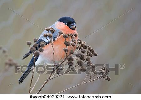 "Bullfinch (Pyrrhula pyrrhula), Emsland, Lower Saxony, Germany, Europe" View Large Photo Image Stock Image - "Bullfinch (Pyrrhula pyrrhula), Emsland, Lower Saxony, Germany, Europe". Fotosearch