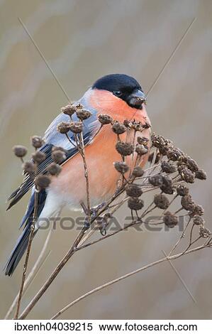 "Bullfinch (Pyrrhula pyrrhula), Emsland, Lower Saxony, Germany, Europe" View Large Photo Image Stock Photography - "Bullfinch (Pyrrhula pyrrhula), Emsland, Lower Saxony, Germany, Europe". Fotosearch