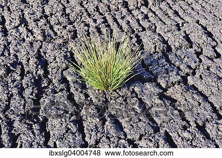 "Bulrush (Schoenoplectus lacustris) at a peat mining site at Grundbeckenmoor, peat bog relic from the Wurm glacial period, Koller Filze near Raubling, Bavaria, Germany, Europe" View Large Photo Image Stock Photo - "Bulrush (Schoenoplectus lacustris) at a peat mining site at Grundbeckenmoor, peat bog relic from the Wurm glacial period, Koller Filze near Raubling, Bavaria, Germany, Europe". Fotosearch
