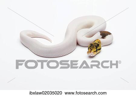 "Bumble Bee Piebald Ball Python or Royal Python (Python regius), male" View Large Photo Image Stock Image - "Bumble Bee Piebald Ball Python or Royal Python (Python regius), male". Fotosearch