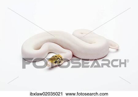 "Bumble Bee Piebald Ball Python or Royal Python (Python regius), female" View Large Photo Image Stock Image - "Bumble Bee Piebald Ball Python or Royal Python (Python regius), female". Fotosearch