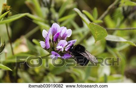 Stock Image - "Bumblebee (Bombus) on clover (Trifolium), La Palma, Canary Islands, Spain, Europe". Fotosearch