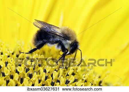 "Bumblebee (Bombus sp. ) collecting nectar and pollen on a sunflower, Berlin, Berlin, Germany, Europe" View Large Photo Image Stock Image - "Bumblebee (Bombus sp. ) collecting nectar and pollen on a sunflower, Berlin, Berlin, Germany, Europe". Fotosearch