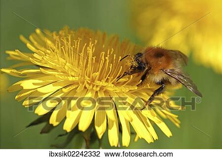 "Bumblebee (Bombus sp. ), feeding on a Dandelion flower (Taraxacum sp. ), detail view" View Large Photo Image Stock Image - "Bumblebee (Bombus sp. ), feeding on a Dandelion flower (Taraxacum sp. ), detail view". Fotosearch