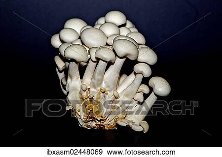 "Buna-shimeji, Beech Mushroom (Hypsizygus tessellatus), Japanese edible mushrooms" View Large Photo Image Stock Photo - "Buna-shimeji, Beech Mushroom (Hypsizygus tessellatus), Japanese edible mushrooms". Fotosearch