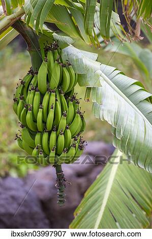 "Bunch of bananas on a banana tree, banana plantation, Casa de la Seda, La Gomera, Canary Islands, Spain, Europe" View Large Photo Image Stock Photo - "Bunch of bananas on a banana tree, banana plantation, Casa de la Seda, La Gomera, Canary Islands, Spain, Europe". Fotosearch