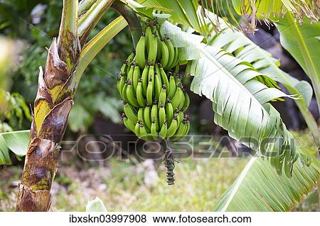 "Bunch of bananas on a banana tree, banana plantation, Casa de la Seda, La Gomera, Canary Islands, Spain, Europe" View Large Photo Image Stock Photo - "Bunch of bananas on a banana tree, banana plantation, Casa de la Seda, La Gomera, Canary Islands, Spain, Europe". Fotosearch