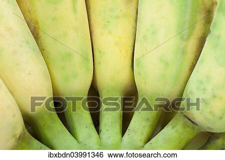 Bunch of bananas View Large Photo Image Stock Photograph - Bunch of bananas. Fotosearch