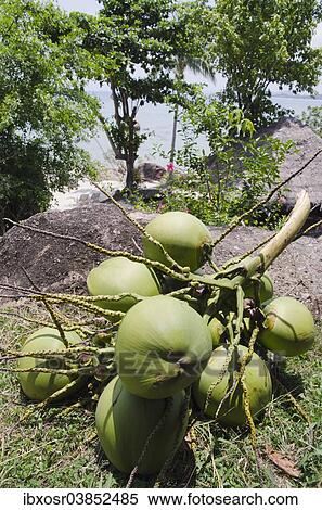 "Bunch of coconuts, Lamai Beach, Ko Samui, Thailand, Asia" View Large Photo Image Stock Photography - "Bunch of coconuts, Lamai Beach, Ko Samui, Thailand, Asia". Fotosearch