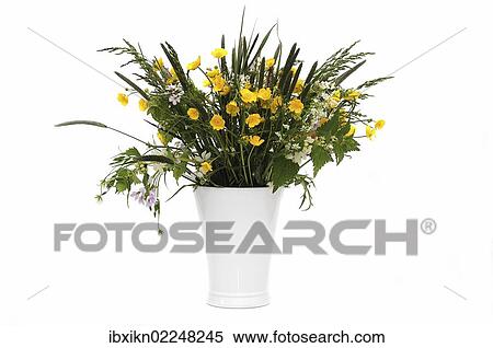 Bunch of field flowers with buttercups (Ranunculus acris) in a white vase View Large Photo Image Stock Photography - Bunch of field flowers with buttercups (Ranunculus acris) in a white vase. Fotosearch