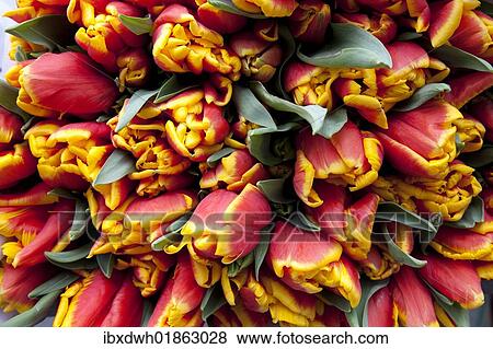 "Bunch of flowers at a market stand, tulips (Tulipa)" View Large Photo Image Stock Photo - "Bunch of flowers at a market stand, tulips (Tulipa)". Fotosearch