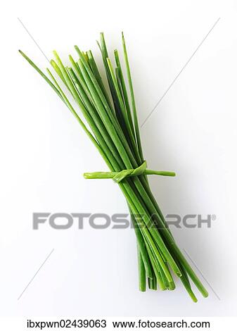 Bunch of fresh chives View Large Photo Image Stock Image - Bunch of fresh chives. Fotosearch