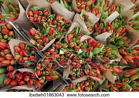 Stock Image - "Bunches of flowers at a market stand, tulips (Tulipa)". Fotosearch